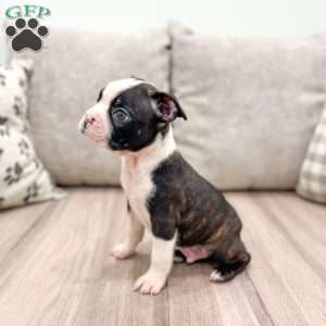 Brody, Boston Terrier Puppy