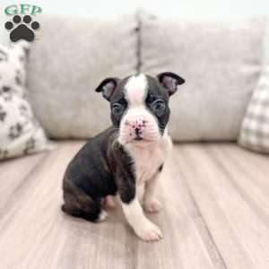 Brody, Boston Terrier Puppy