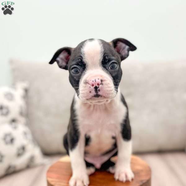 Brody, Boston Terrier Puppy