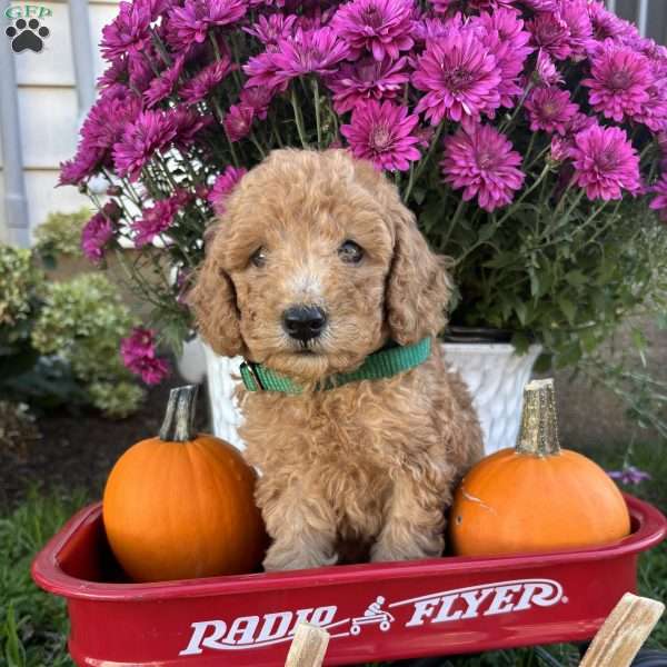 George, Miniature Poodle Puppy