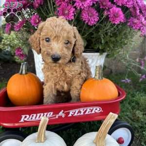 Gary, Miniature Poodle Puppy