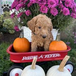 Gary, Miniature Poodle Puppy