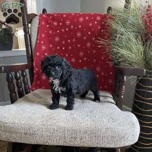 Dolly- F1bb, Mini Labradoodle Puppy