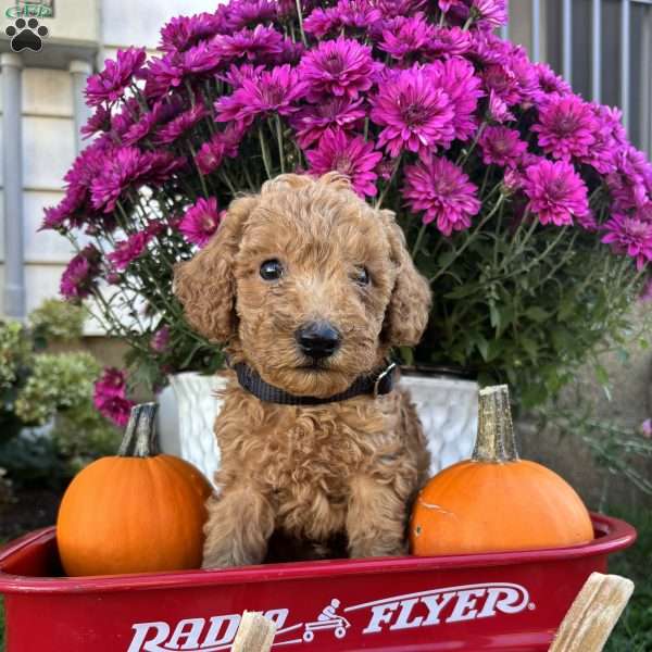 Gary, Miniature Poodle Puppy