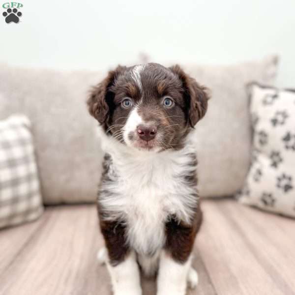 Kendra, Australian Shepherd Puppy