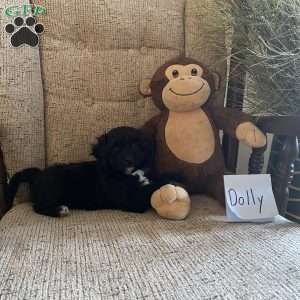 Dolly- F1bb, Mini Labradoodle Puppy