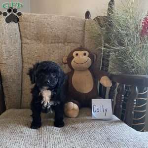 Dolly- F1bb, Mini Labradoodle Puppy