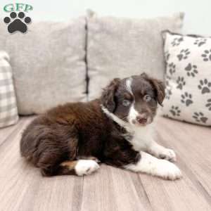 Kendra, Australian Shepherd Puppy