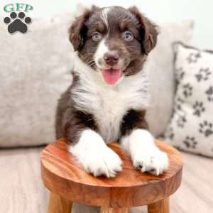 Kendra, Australian Shepherd Puppy