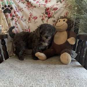 Crystal- F1bb, Mini Labradoodle Puppy