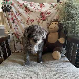 Crystal- F1bb, Mini Labradoodle Puppy