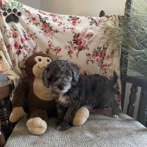 Crystal- F1bb, Mini Labradoodle Puppy