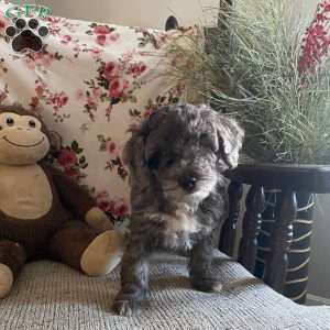 Crystal- F1bb, Mini Labradoodle Puppy