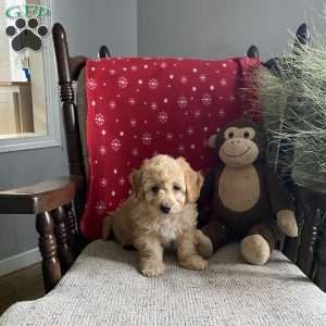 Bailey- F1bb, Mini Labradoodle Puppy