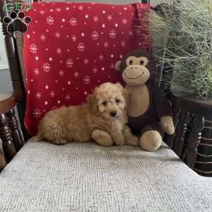 Bailey- F1bb, Mini Labradoodle Puppy