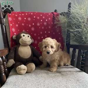 Bailey- F1bb, Mini Labradoodle Puppy