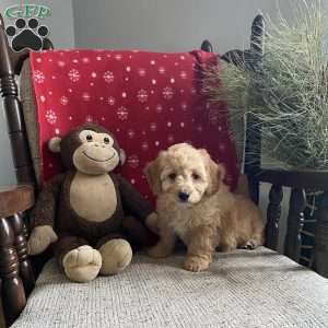 Bailey- F1bb, Mini Labradoodle Puppy