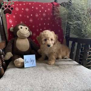 Bailey- F1bb, Mini Labradoodle Puppy