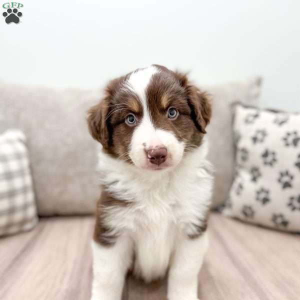 Kaden, Australian Shepherd Puppy