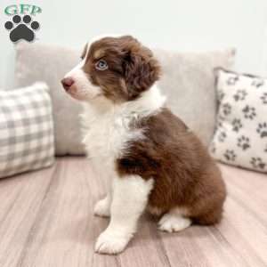 Kaden, Australian Shepherd Puppy