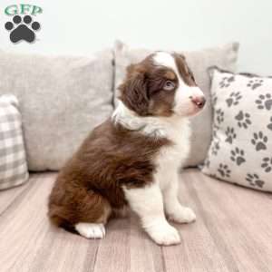 Kaden, Australian Shepherd Puppy