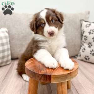 Kaden, Australian Shepherd Puppy