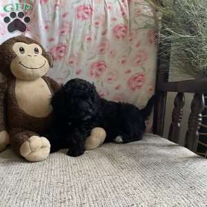 Clara- F1bb, Mini Labradoodle Puppy