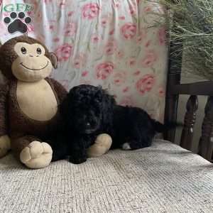 Clara- F1bb, Mini Labradoodle Puppy