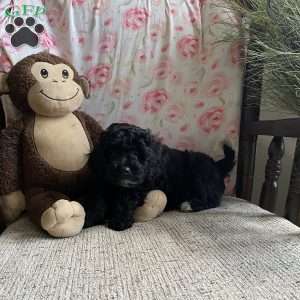 Clara- F1bb, Mini Labradoodle Puppy