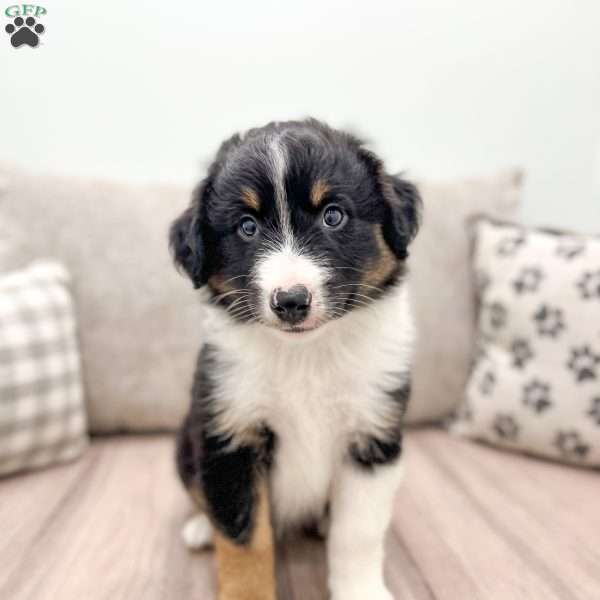 Kyler, Australian Shepherd Puppy