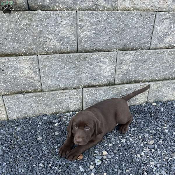 Julia, Chocolate Labrador Retriever Puppy