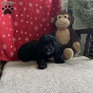 Clara- F1bb, Mini Labradoodle Puppy