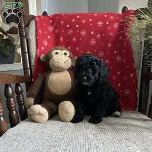 Clara- F1bb, Mini Labradoodle Puppy