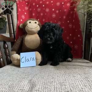 Clara- F1bb, Mini Labradoodle Puppy