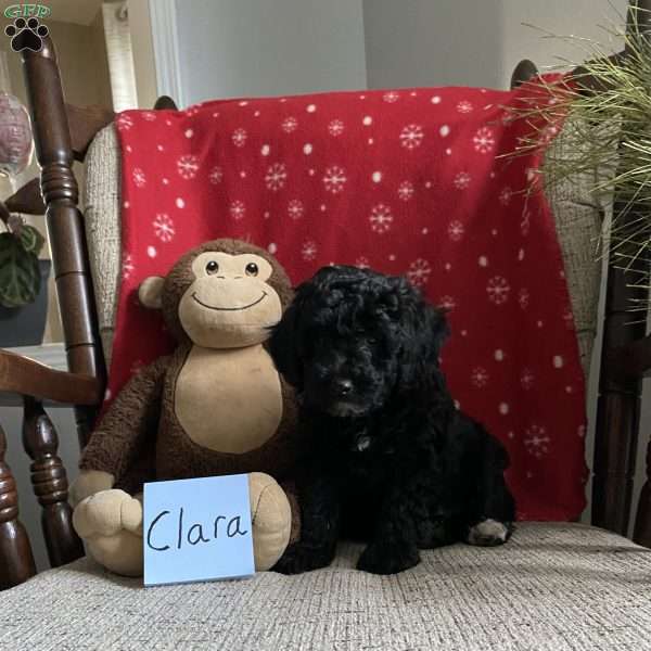 Clara- F1bb, Mini Labradoodle Puppy