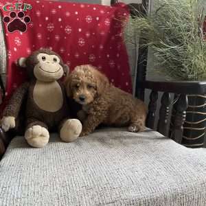 Chipper- F1bb, Mini Labradoodle Puppy