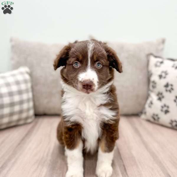 Kinsley, Australian Shepherd Puppy