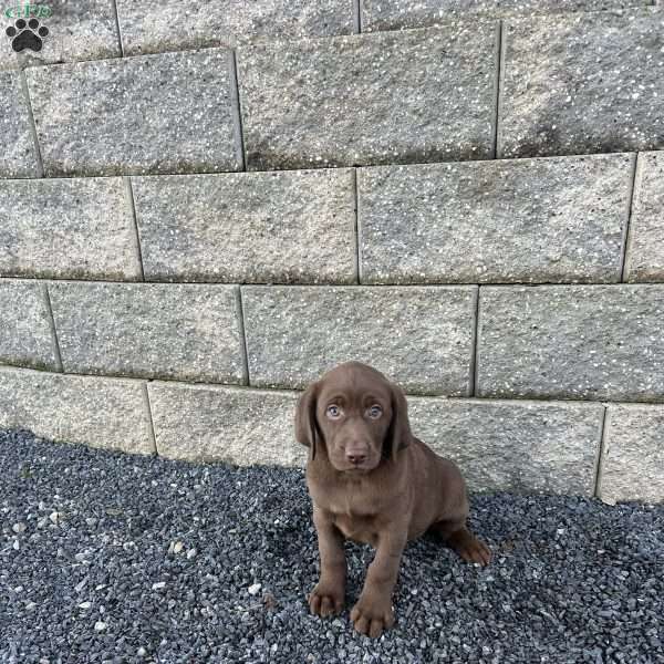 Jason, Chocolate Labrador Retriever Puppy