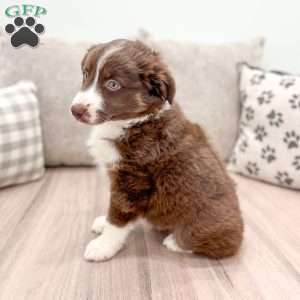 Kinsley, Australian Shepherd Puppy