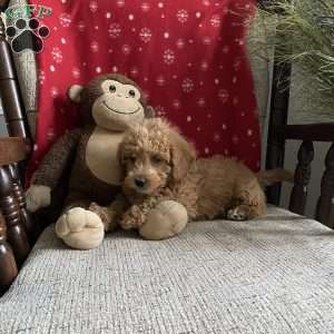 Chipper- F1bb, Mini Labradoodle Puppy