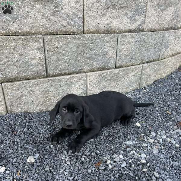 Jim, Black Labrador Retriever Puppy