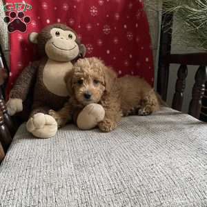 Chipper- F1bb, Mini Labradoodle Puppy