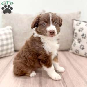 Kinsley, Australian Shepherd Puppy