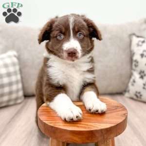 Kinsley, Australian Shepherd Puppy