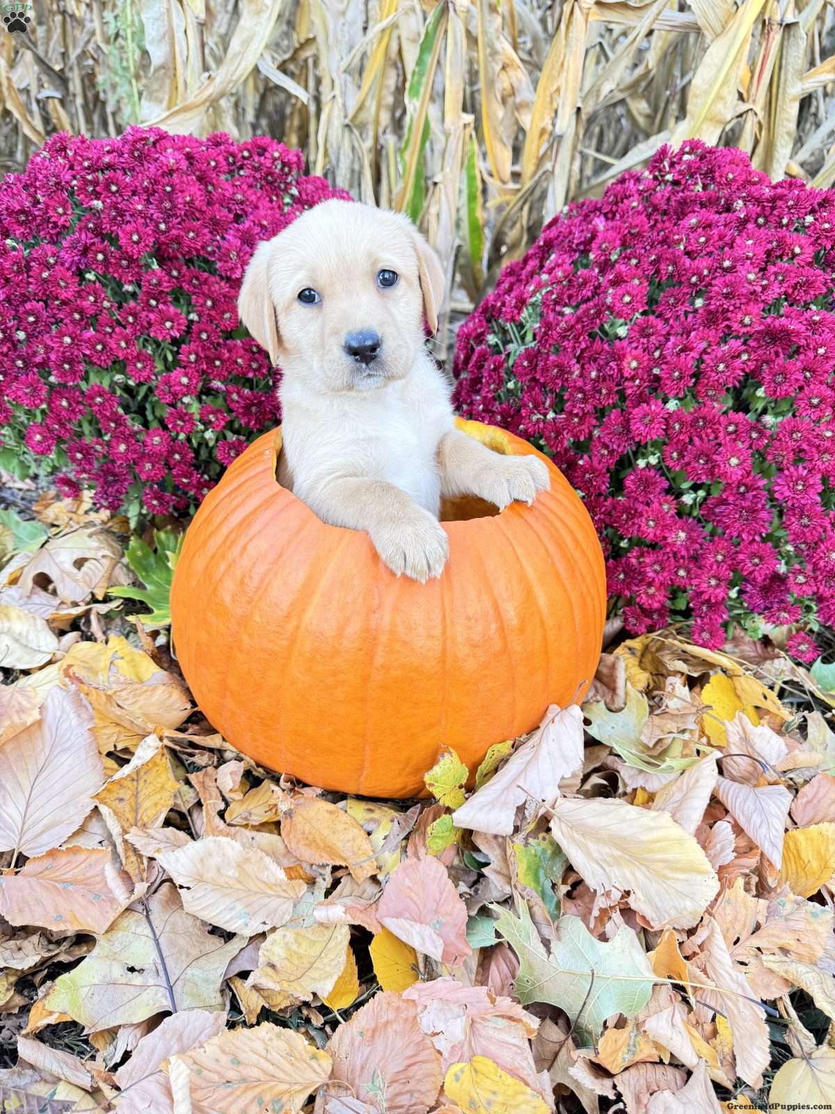 Crystal Yellow Labrador Retriever Puppy For Sale in Pennsylvania