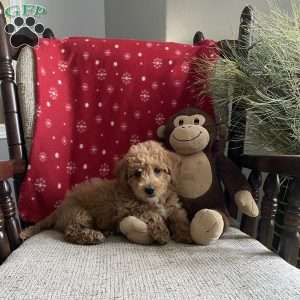 Chipper- F1bb, Mini Labradoodle Puppy