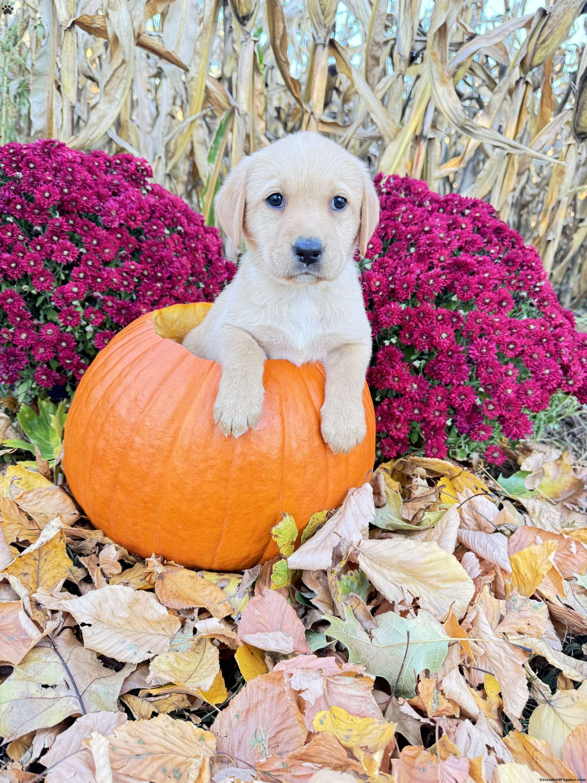 Crystal Yellow Labrador Retriever Puppy For Sale in Pennsylvania