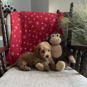 Chipper- F1bb, Mini Labradoodle Puppy