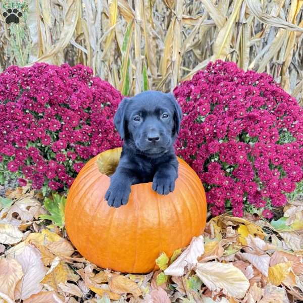 Tank, Yellow Labrador Retriever Puppy