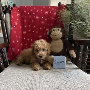 Chipper- F1bb, Mini Labradoodle Puppy